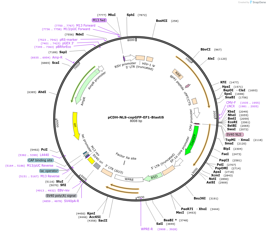 132772-plasmid-map-sequence-id-261449
