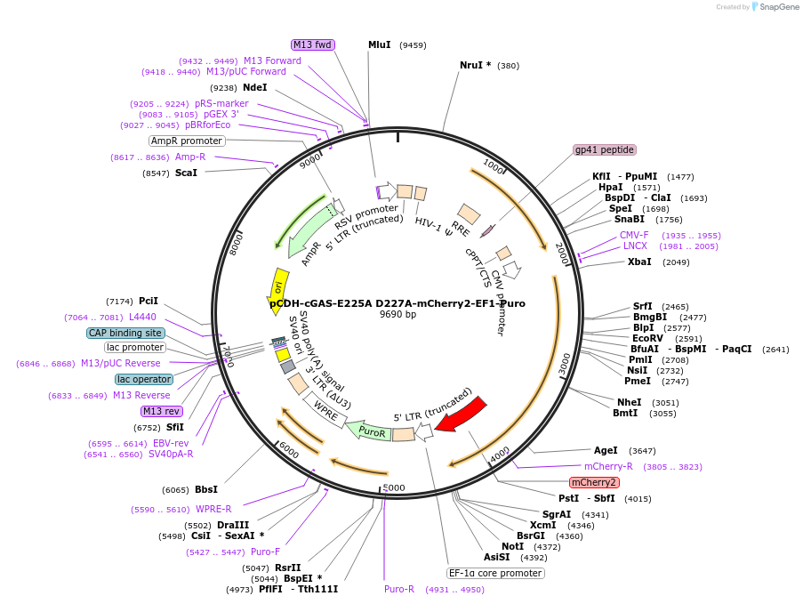 132771-plasmid-map-sequence-id-261450