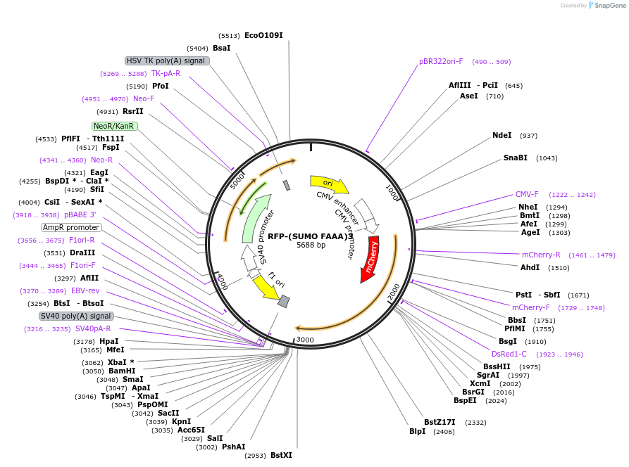 130703-plasmid-map-sequence-id-261461