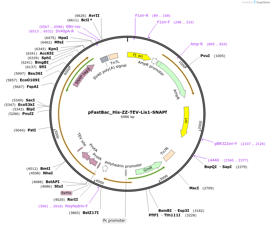 133073-plasmid-map-sequence-id-261467