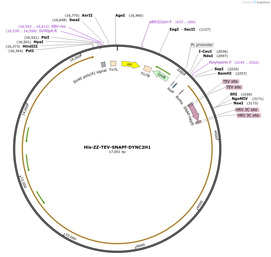132524-plasmid-map-sequence-id-261476