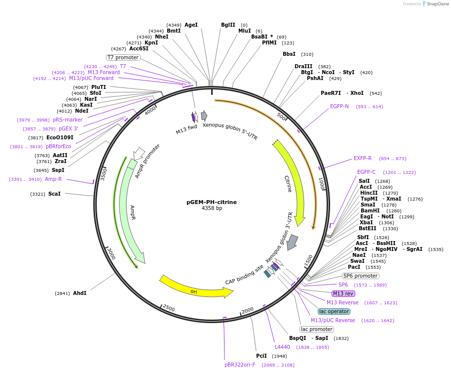 131406-plasmid-map-sequence-id-261478
