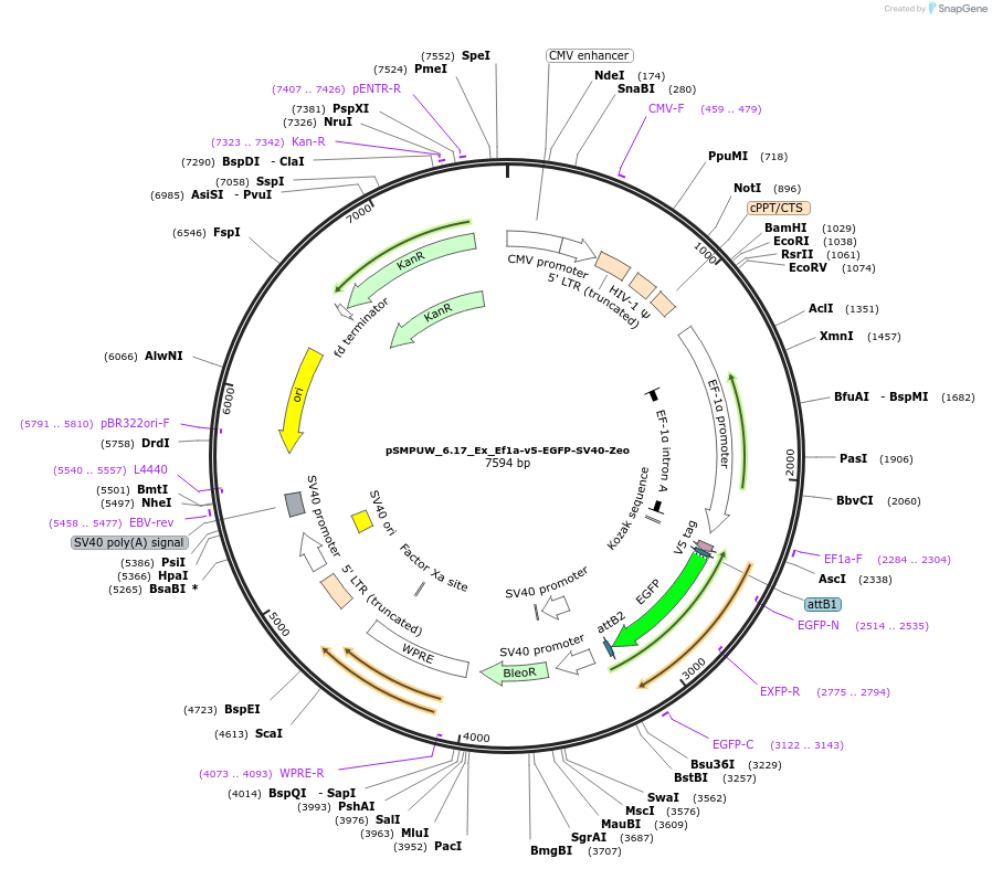 128453-plasmid-map-sequence-id-261484