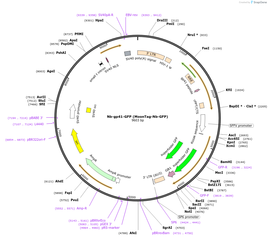 128602-plasmid-map-sequence-id-261487