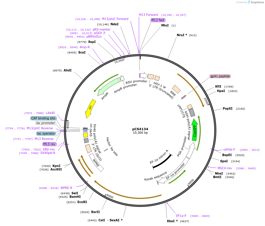 131747-plasmid-map-sequence-id-261492