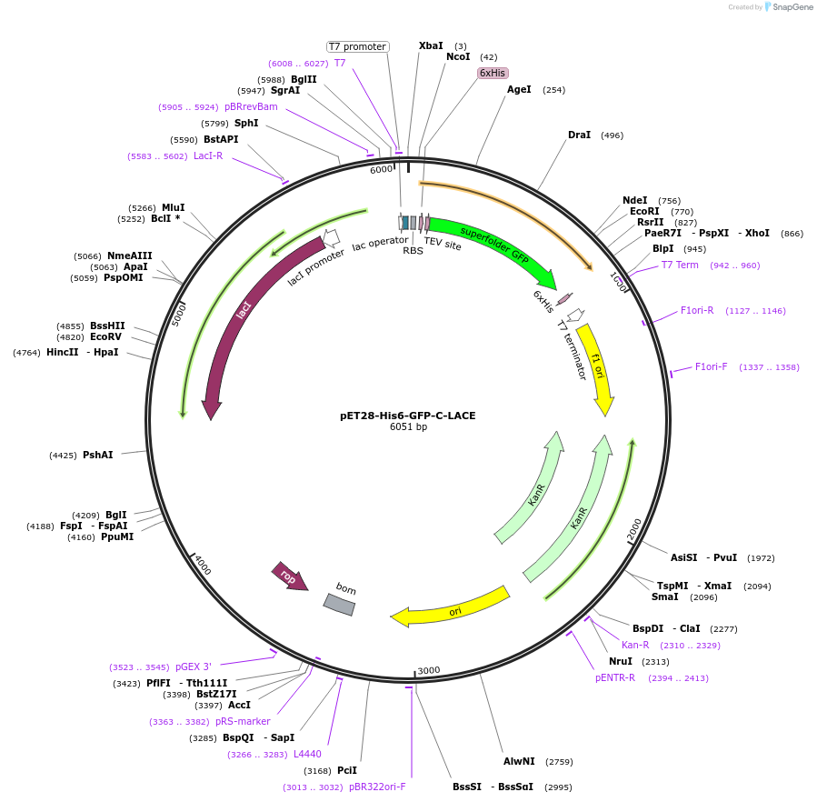 133913-plasmid-map-sequence-id-261502