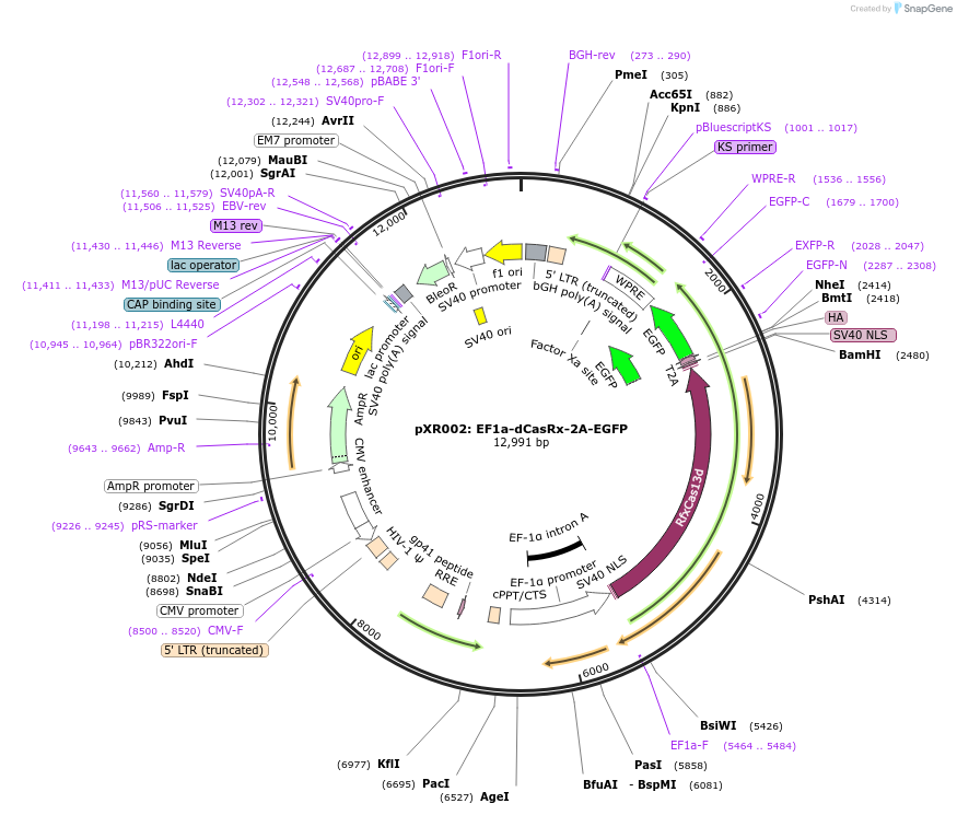109050-plasmid-map-sequence-id-261515