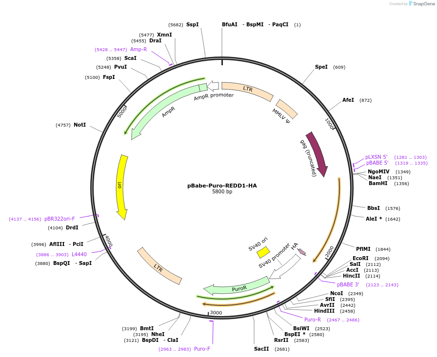 133550-plasmid-map-sequence-id-261516