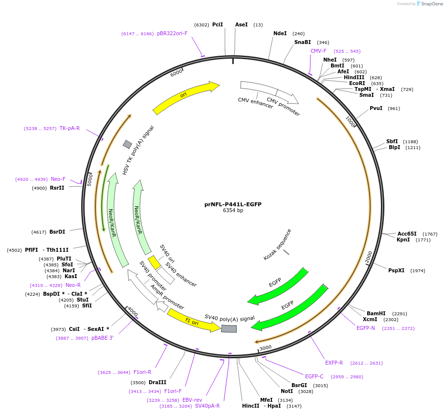 132604-plasmid-map-sequence-id-261517