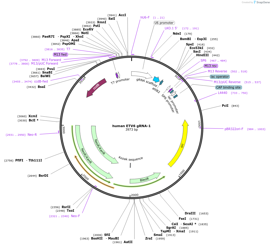 133353-plasmid-map-sequence-id-261520