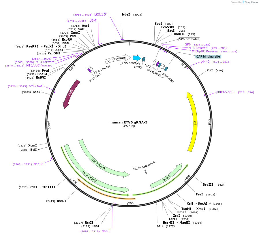 133403-plasmid-map-sequence-id-261524