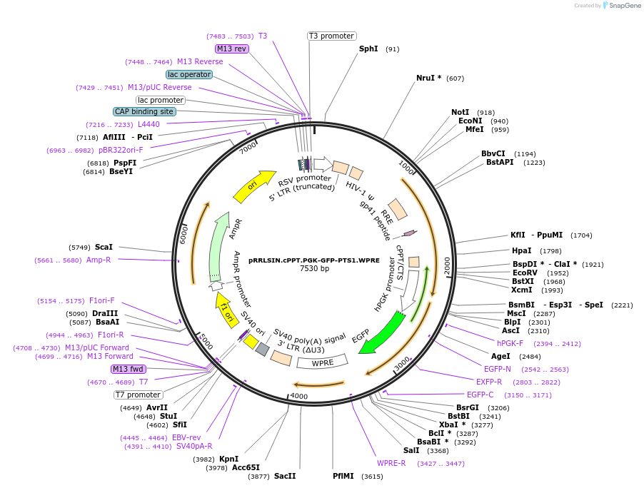 133282-plasmid-map-sequence-id-261526