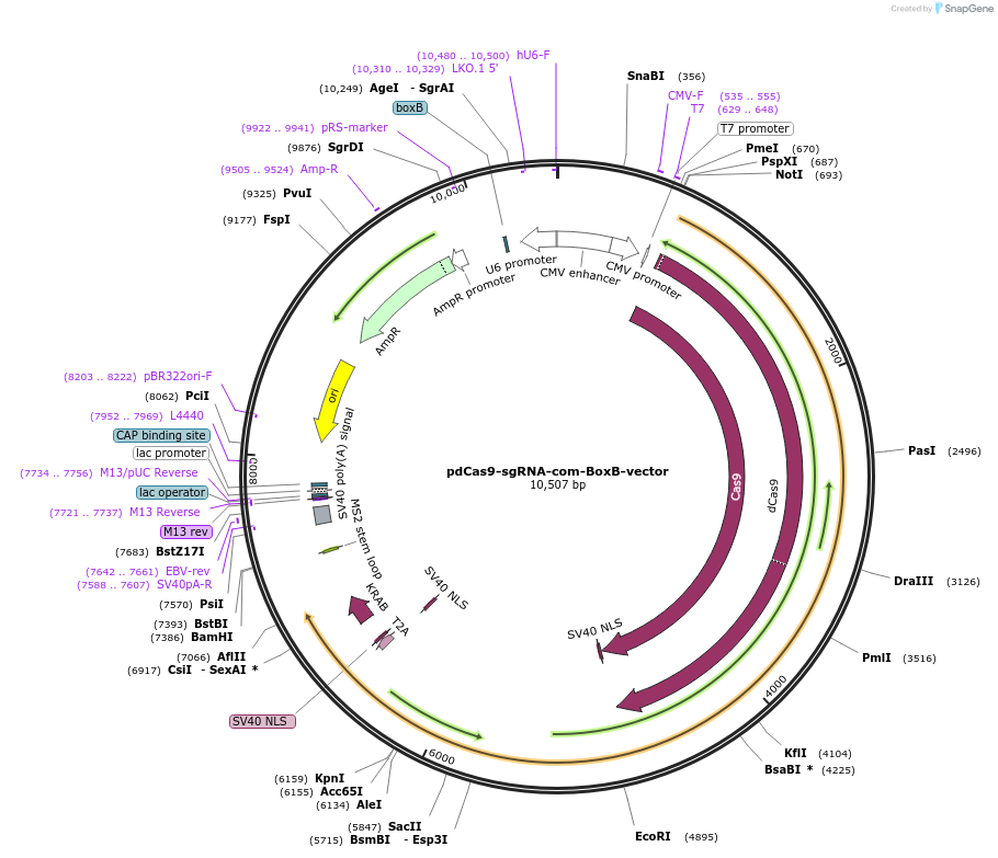 132556-plasmid-map-sequence-id-261537