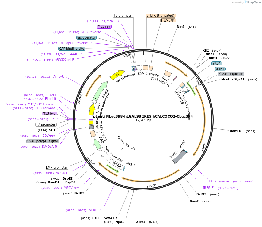 128387-plasmid-map-sequence-id-261539