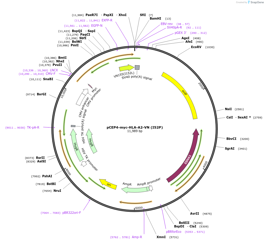135486-plasmid-map-sequence-id-261542
