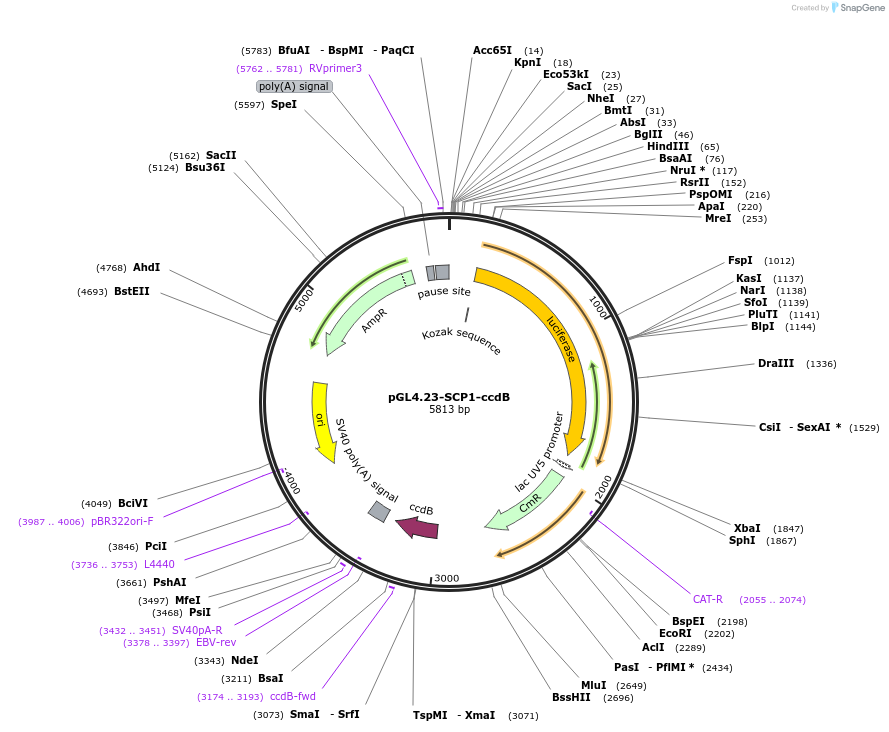 131628-plasmid-map-sequence-id-261545