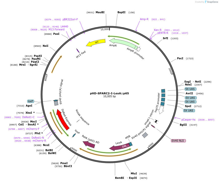133563-plasmid-map-sequence-id-261560