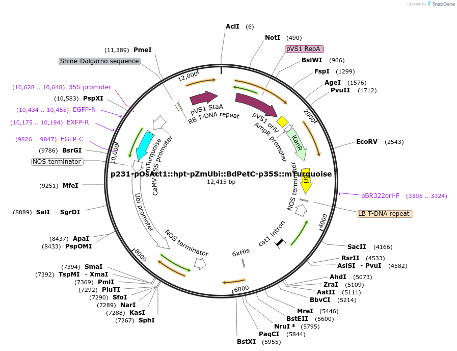 129650-plasmid-map-sequence-id-261562