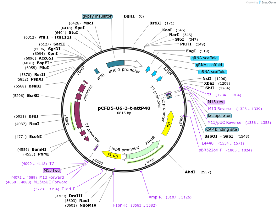 133561-plasmid-map-sequence-id-261570