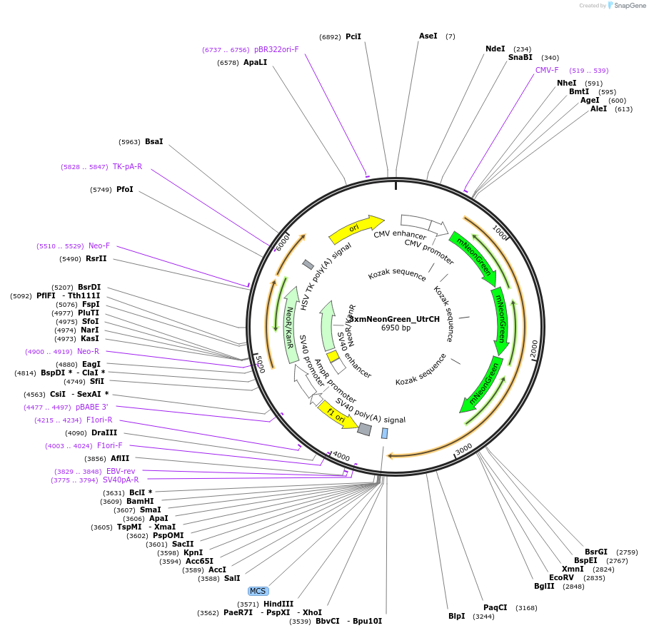 129607-plasmid-map-sequence-id-261572