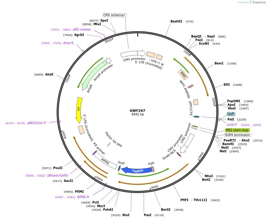 133612-plasmid-map-sequence-id-261577