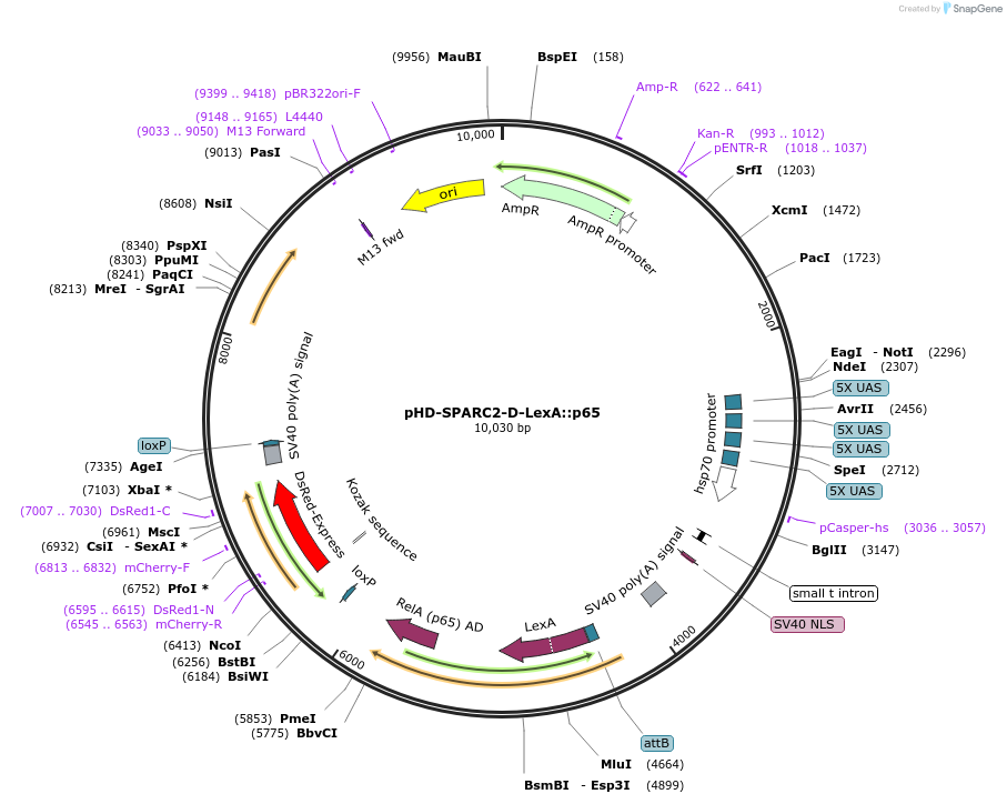 133562-plasmid-map-sequence-id-261581