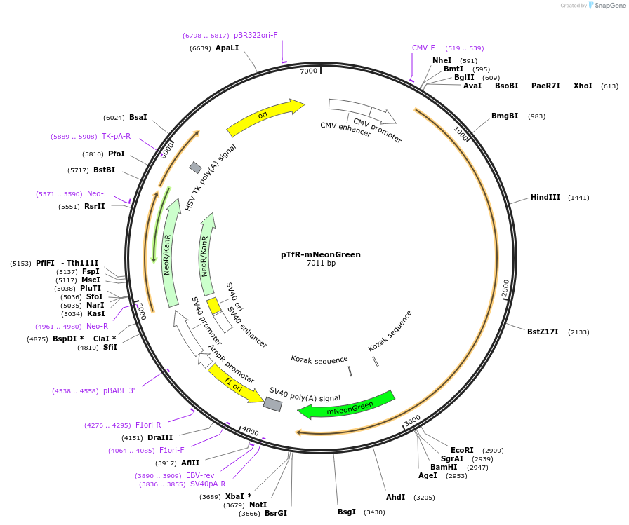 129608-plasmid-map-sequence-id-261583