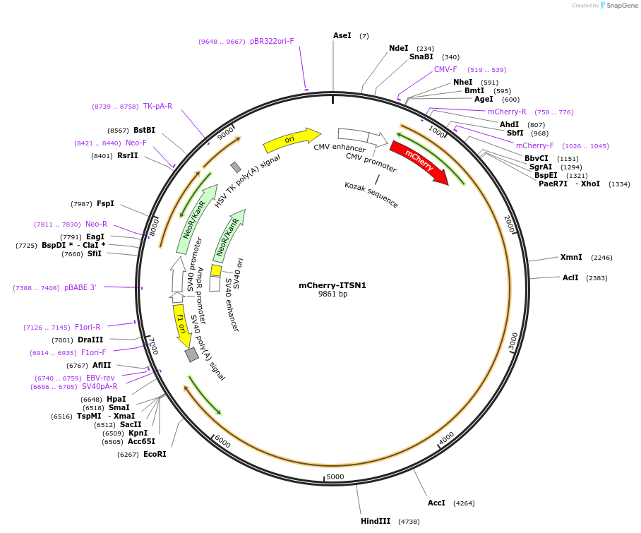 129614-plasmid-map-sequence-id-261588