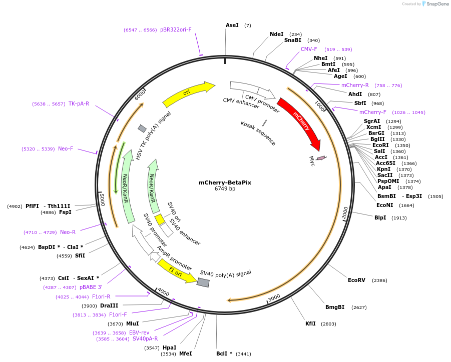 129611-plasmid-map-sequence-id-261607