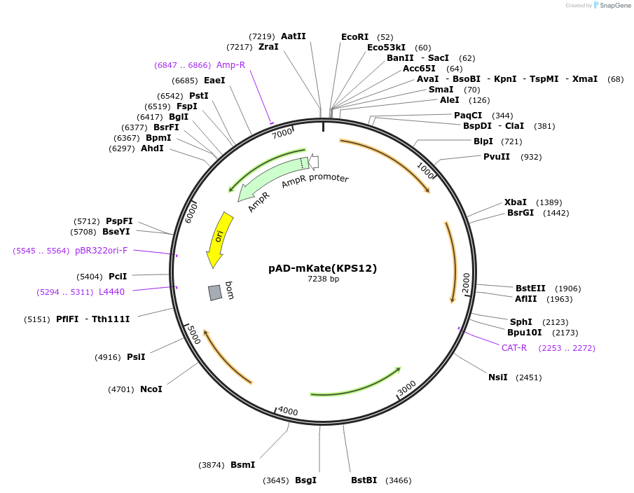 133831-plasmid-map-sequence-id-261617