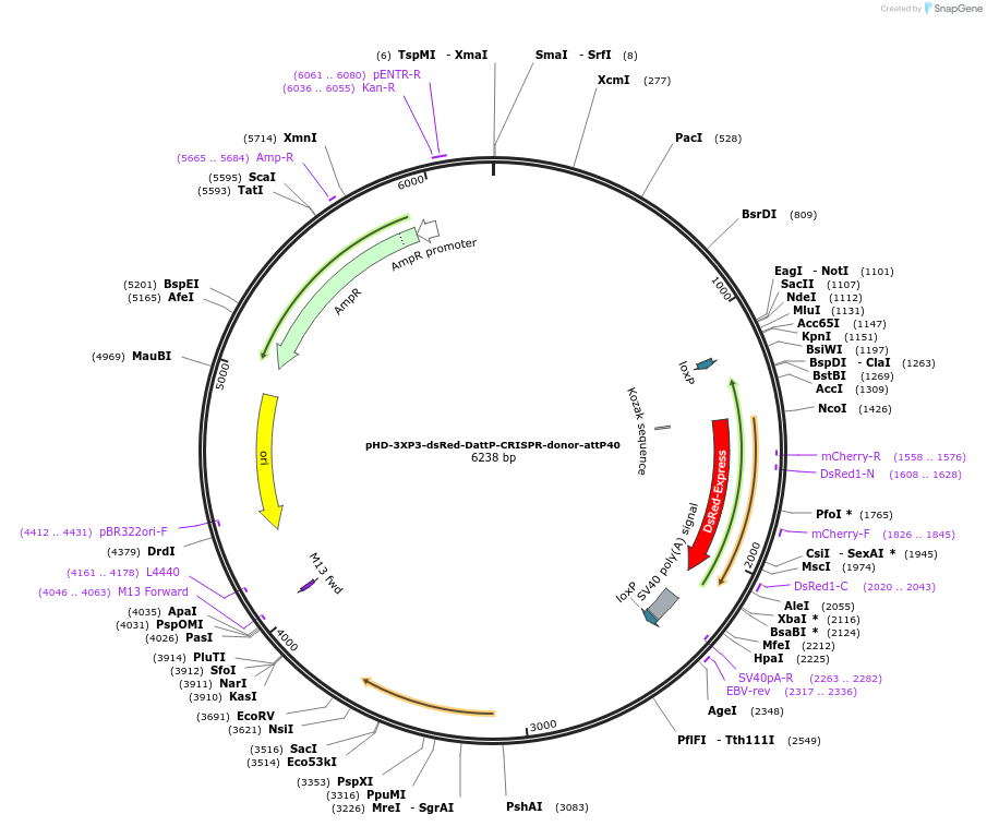 133560-plasmid-map-sequence-id-261619