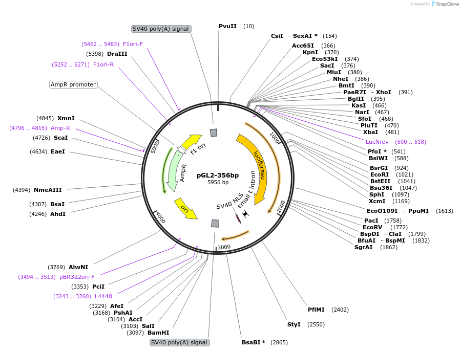 16292-plasmid-map-sequence-id-261620
