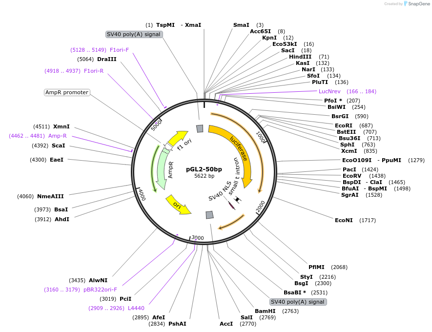 16295-plasmid-map-sequence-id-261623