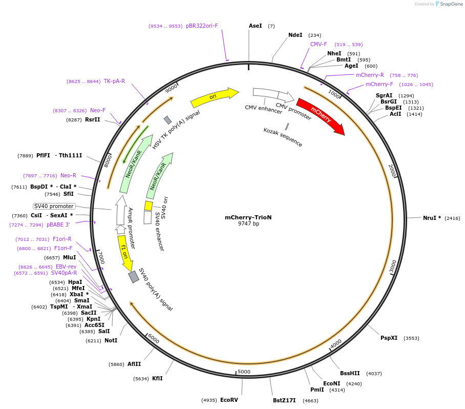 129621-plasmid-map-sequence-id-261652