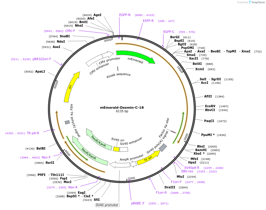 54059-plasmid-map-sequence-id-261656
