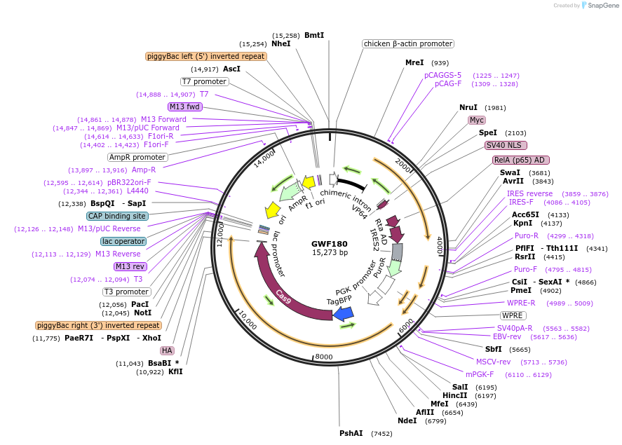 133607-plasmid-map-sequence-id-261658