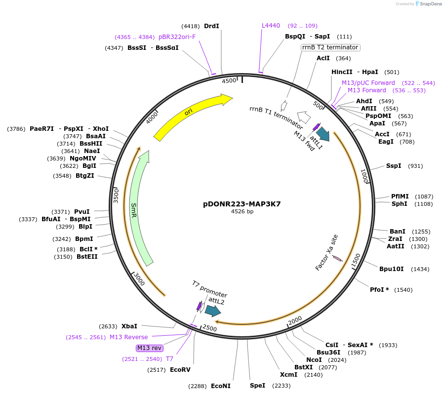 23693-plasmid-map-sequence-id-261665