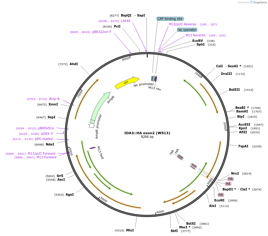 126874-plasmid-map-sequence-id-261672