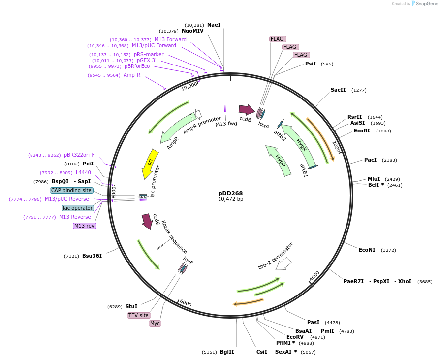 132523-plasmid-map-sequence-id-261674