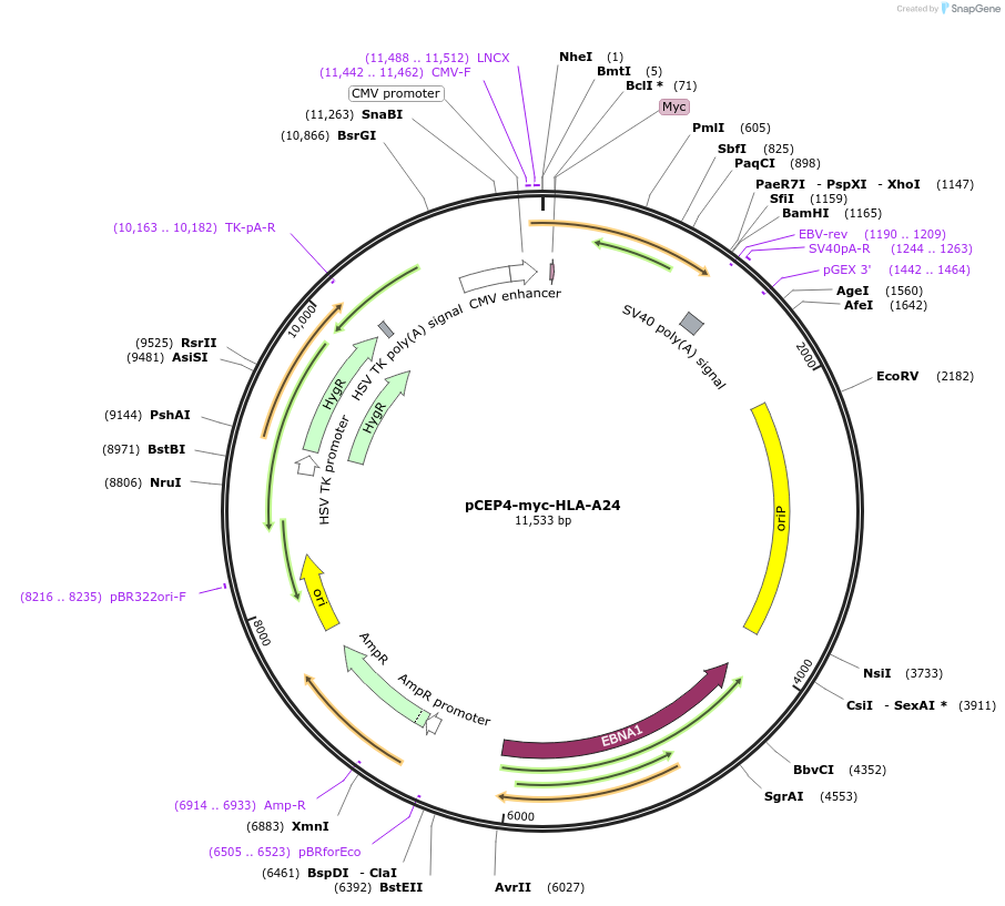 135507-plasmid-map-sequence-id-261675