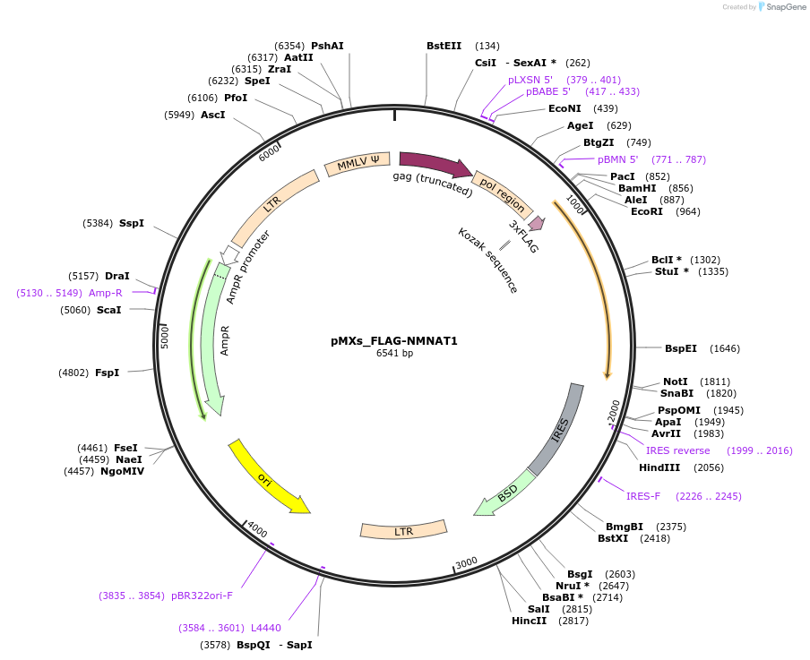 133259-plasmid-map-sequence-id-261683