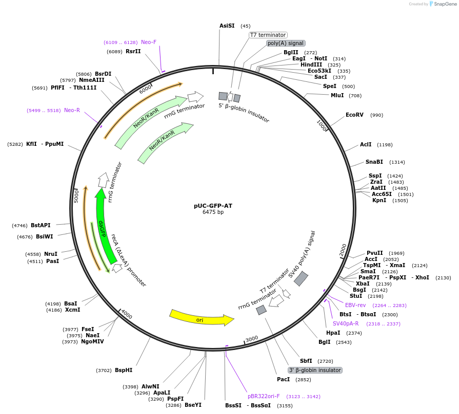 133306-plasmid-map-sequence-id-261685