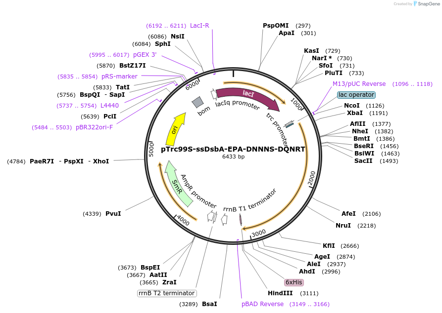 128404-plasmid-map-sequence-id-261690