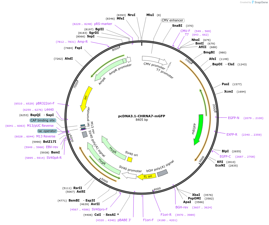 62629-plasmid-map-sequence-id-261691