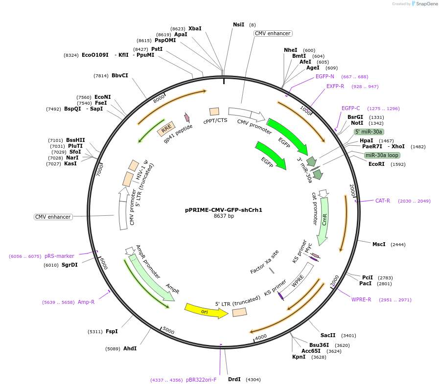 132709-plasmid-map-sequence-id-261696
