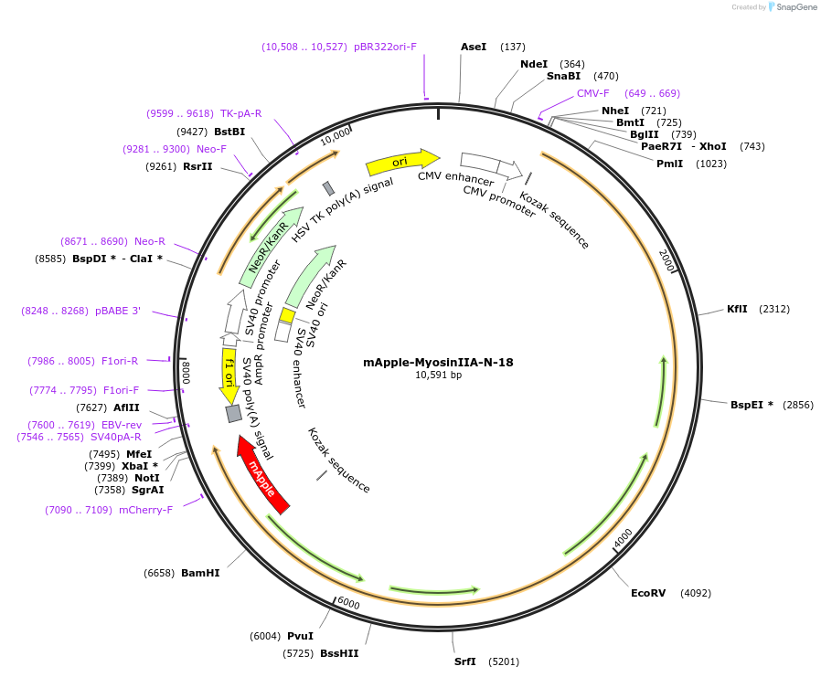 54930-plasmid-map-sequence-id-261699
