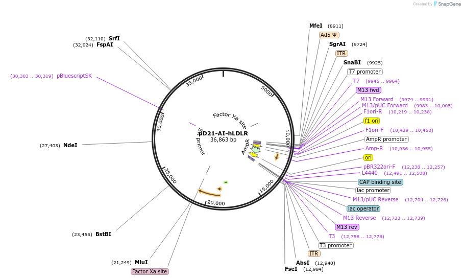 124964-plasmid-map-sequence-id-261709