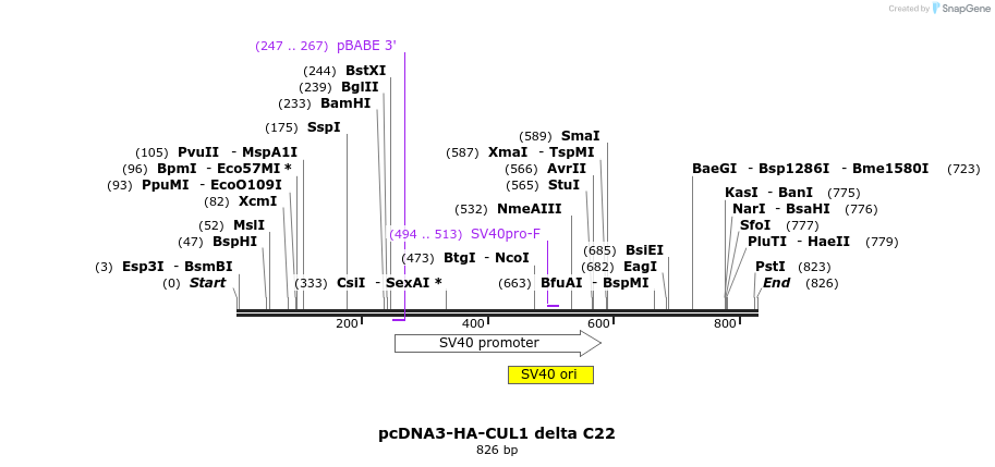 26171_map
