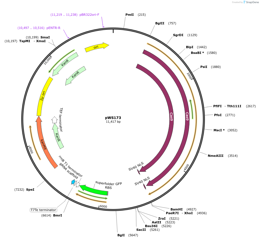 90960-plasmid-map-sequence-id-261712