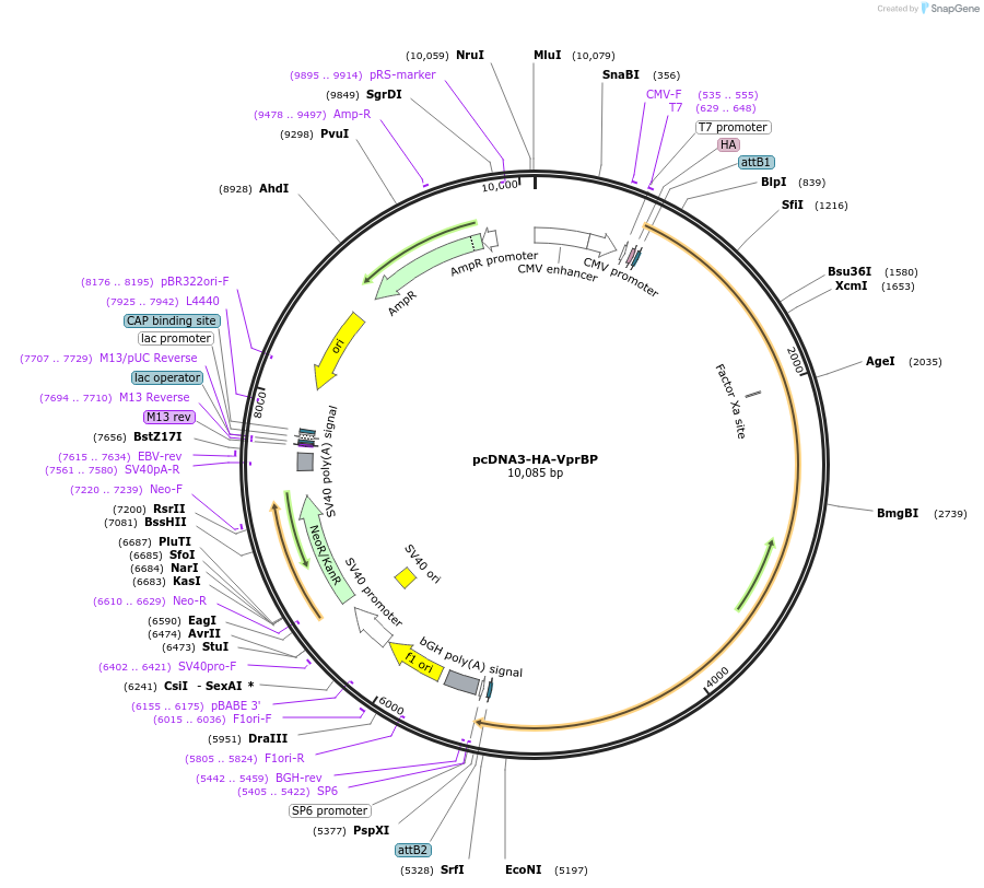 133586-plasmid-map-sequence-id-261713